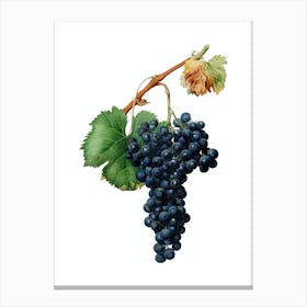 Aamgd Vintage Grape Spanna Botanical Illustration On Pure White N Canvas Print