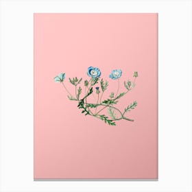 Vintage Shewy Nemophila Botanical on Soft Pink Canvas Print