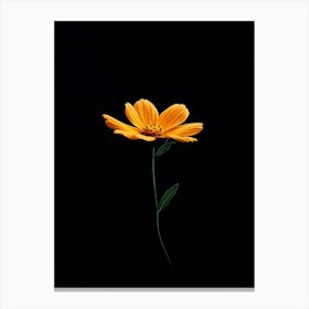 Single Yellow Flower On Black Background 5 Canvas Print