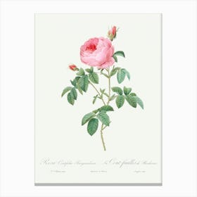 Burgundy Cabbage Rose, Pierre Joseph Redoute Canvas Print