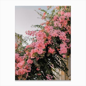 Pink Bougainvillea, pink flowers in the streets of Puglia, Italy | travel photography Canvas Print
