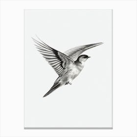 Chimney Swift B&W Pencil Drawing 2 Bird Canvas Print