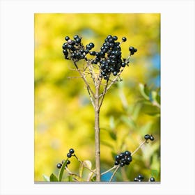 Black Elderberry 20211023 354ppub Canvas Print