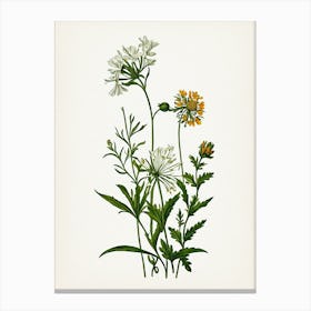 Vintage Botanical Galleria Style Wildflower Painting 10 Canvas Print