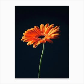 Orange Gerbera Flower 2 Canvas Print