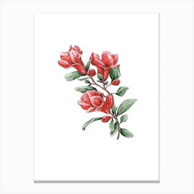 Vibrant Pomegranate Flower Watercolor Painting Canvas Print