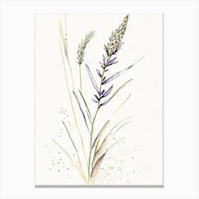 Psyllium Herb Minimalist Watercolour 1 Canvas Print