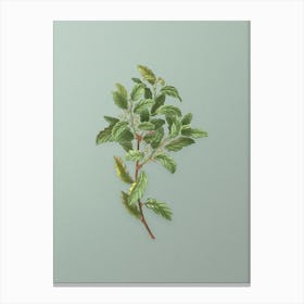 Vintage Evergreen Oak Botanical Art on Mint Green n.0020 Canvas Print
