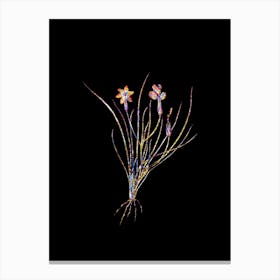 Stained Glass Golden Blue eyed Grass Mosaic Botanical Illustration on Black Canvas Print