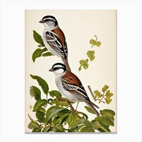 Sparrow James Audubon Vintage Style Bird Canvas Print