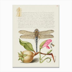 Dragonfly, Pear, Carnation, And Insect From Mira Calligraphiae Monumenta, Joris Hoefnagel Canvas Print