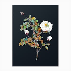 Vintage White Burnet Roses Botanical Watercolor Illustration on Dark Teal Blue n.0912 Canvas Print
