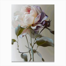 Rose bn Canvas Print