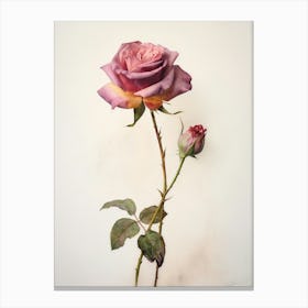 Pressed Flower Botanical Art Rose 1 Canvas Print