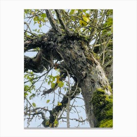 Mossy Tree 1 Canvas Print