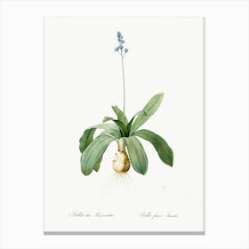 Scilla Lilio Hyacinthus Illustration From Les Liliacées (1805), Pierre Joseph Redoute Canvas Print