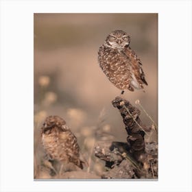 Burrowing Owl Sunset Canvas Print