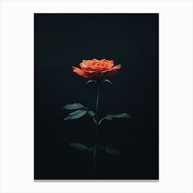 Single Rose On A Black Background Canvas Print