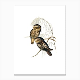 Vintage Spotted Owl Bird Illustration on Pure White n.0336 Canvas Print