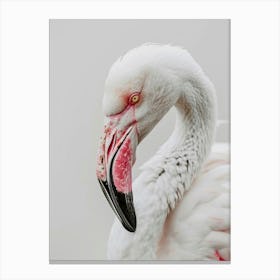 Flamingo 3 Canvas Print