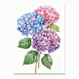 Hydrangea 2 Canvas Print