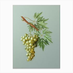 Vintage Grape Vine Botanical Art on Mint Green n.0333 Canvas Print
