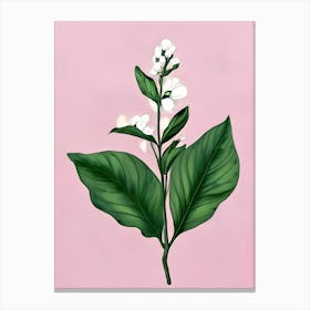 Sage Flower Canvas Print