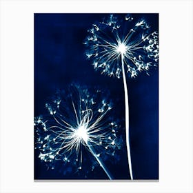 Dandelion 1 Canvas Print