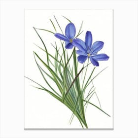 Blue Eyed Grass Wildflower Watercolour 1 Canvas Print