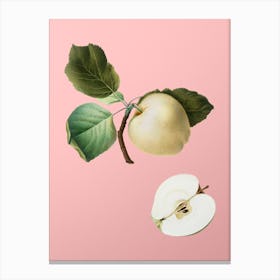 Vintage Astracan Apple Botanical on Soft Pink n.0131 Canvas Print