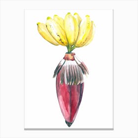 Botanical Illustration  Banana Canvas Print