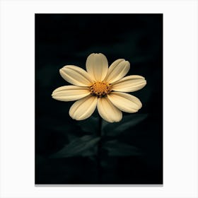 Daffodil 4 Canvas Print