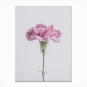 Pink Carnation Flower 1 Canvas Print