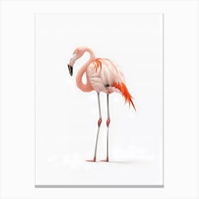 Flamingo bird Canvas Print