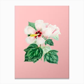 Vintage Marsh Hibiscus Botanical on Soft Pink n.0723 Canvas Print