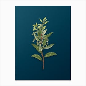 Vintage Evergreen Oak Botanical Art on Teal Blue n.0772 Canvas Print