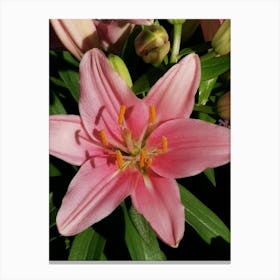 Pink Lily 1 Canvas Print