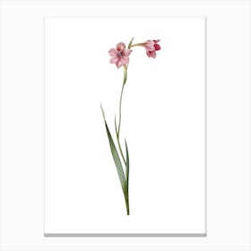 Vintage Sword Lily Botanical Illustration on Pure White n.0457 Canvas Print