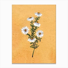 Chamomile Country Wildflowe Canvas Print