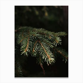 Close Up Of A Pine Branch Canvas Print