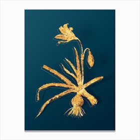Vintage Amaryllis Broussonetii Botanical in Gold on Teal Blue n.0277 Canvas Print