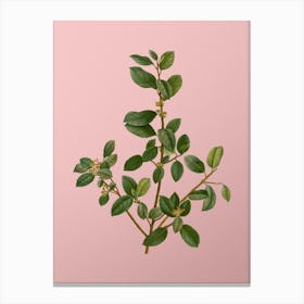 Vintage Italian Buckthorn Botanical on Soft Pink n.0610 Canvas Print
