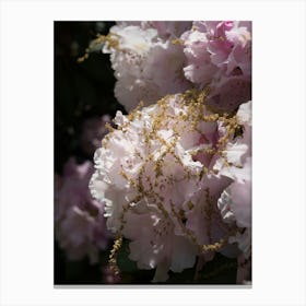 Pale pink blossoms of the Rhododendron Canvas Print