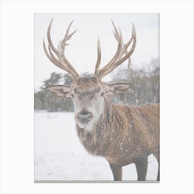 Winter Elk Canvas Print