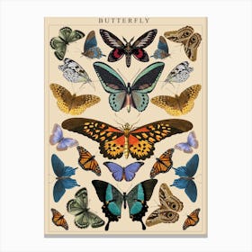 Vintage Butterfly Print Canvas Print
