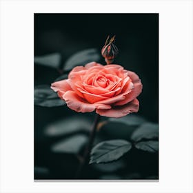 Pink Rose 44 Canvas Print