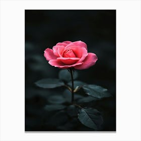 Pink Rose 34 Canvas Print