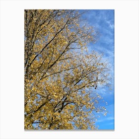 Autumn Leaves In A Tree Canvas Print