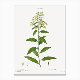 Green Cestrum, Pierre Joseph Redoute Canvas Print