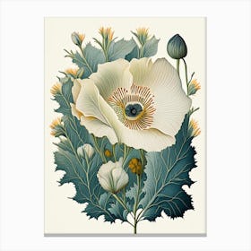 Matilija Poppy Wildflower Vintage Botanical 2 Canvas Print